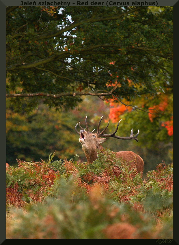 Jeleń szlachetny - Red deer (Cervus elaphus)