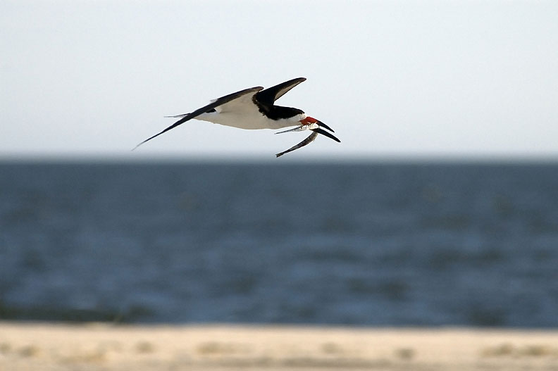 Brzytwodziob, Rynchops niger, Black Skimmer