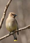 Cedar Waxwing