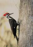 Pileated Woodpecker