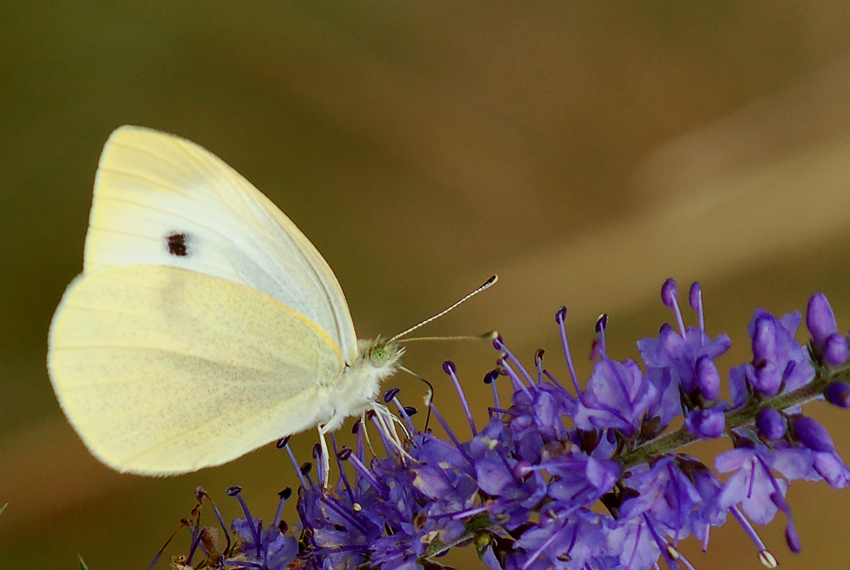 Motyl