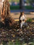 squirrel