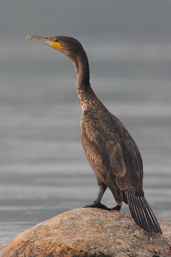 kormoran