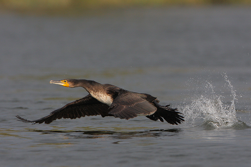 kormoran