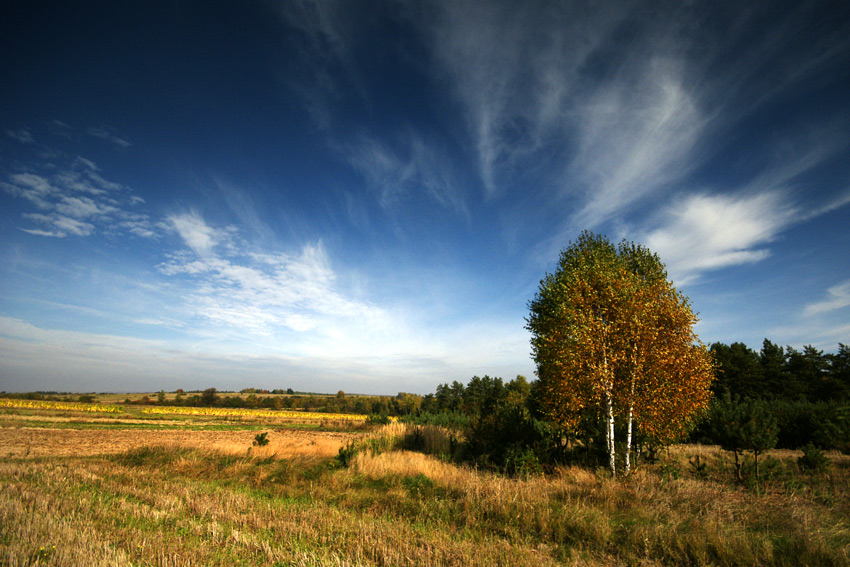 Brzózki