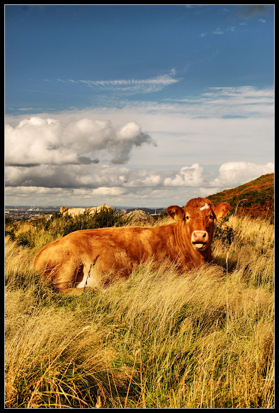 Bray Head Cow