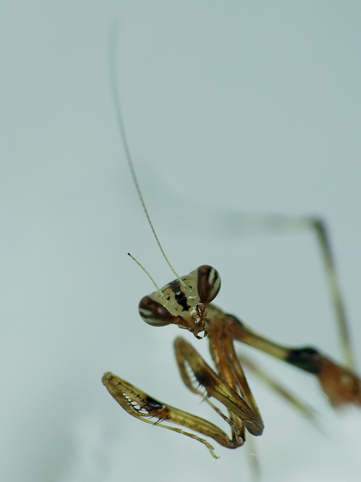 Pseudempusa pinnapavonis