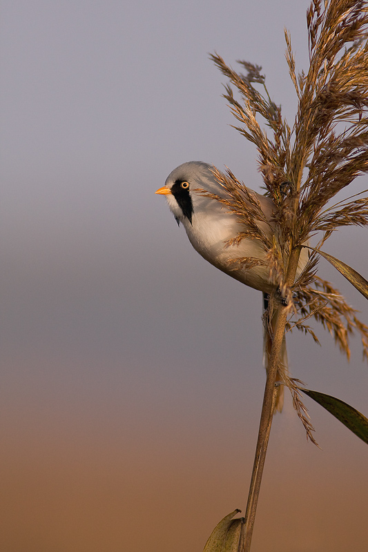 Wąsatka - Panurus biarmicus