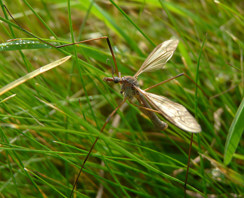 komar gigant