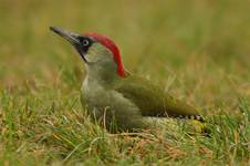 Dzięcioł zielony (Picus viridis) - samiczka