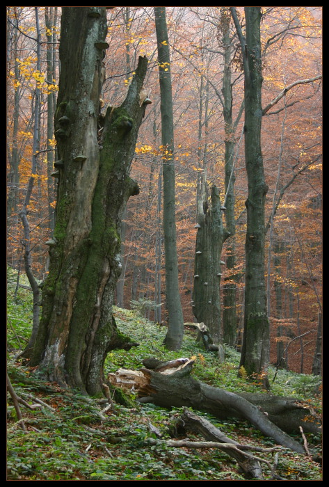 Bieszczady