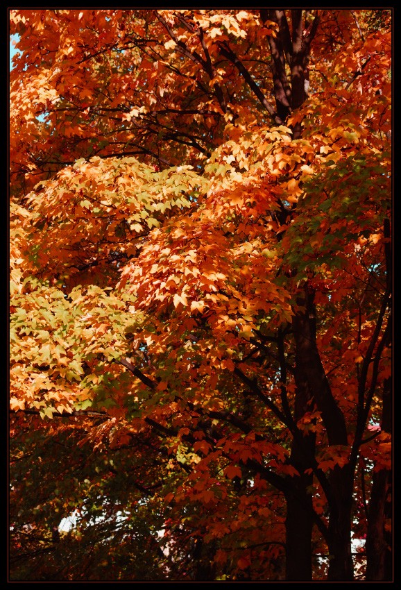 ...redtree...