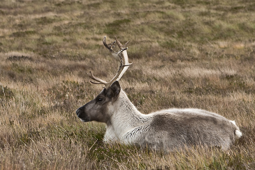 Beztroskie życie na łąkach Cairngorms