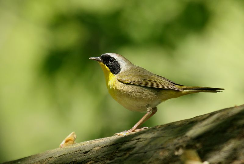 Common Yellowthroat