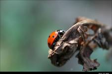 Ladybug