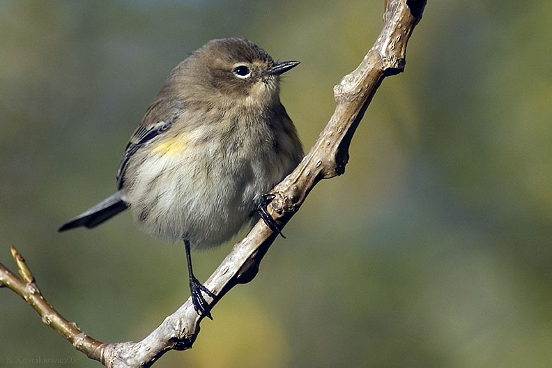 Lasowka pstra, Dendroica coronata, Yellow-rumped Warbler