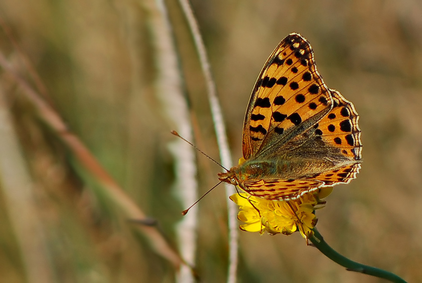 Motyl