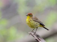 Palm Warbler