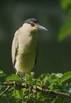 Black-crowned Night-Heron