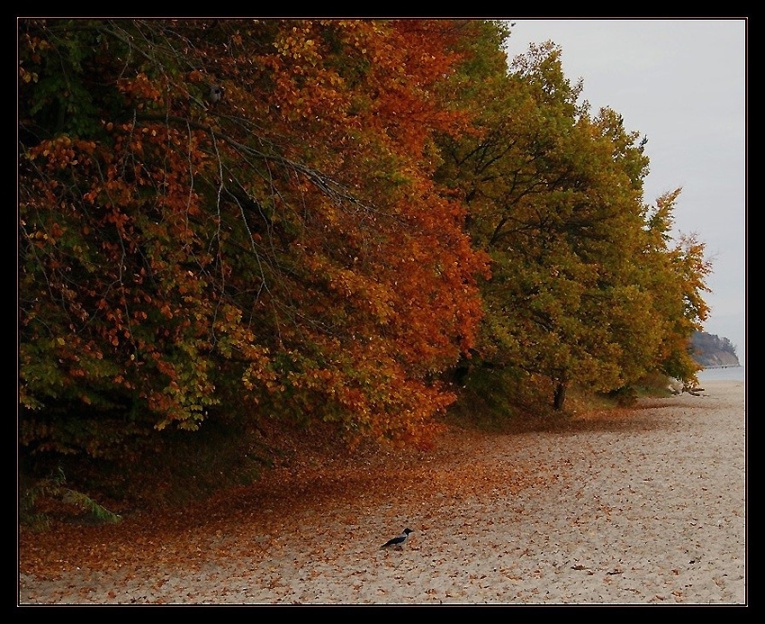 jesień nad morzem