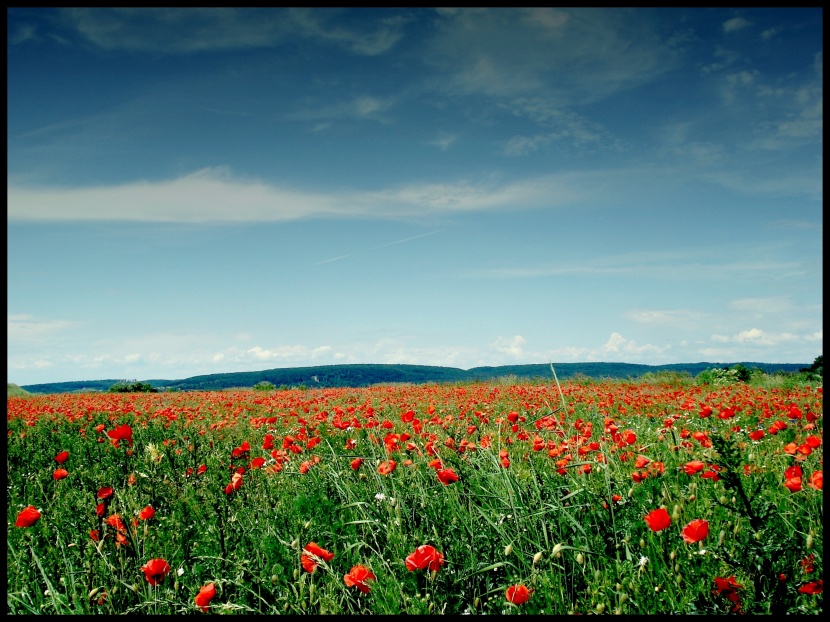 The Fields Of Love.