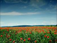 The Fields Of Love.