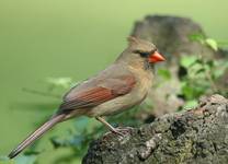 Northern Cardinal 2