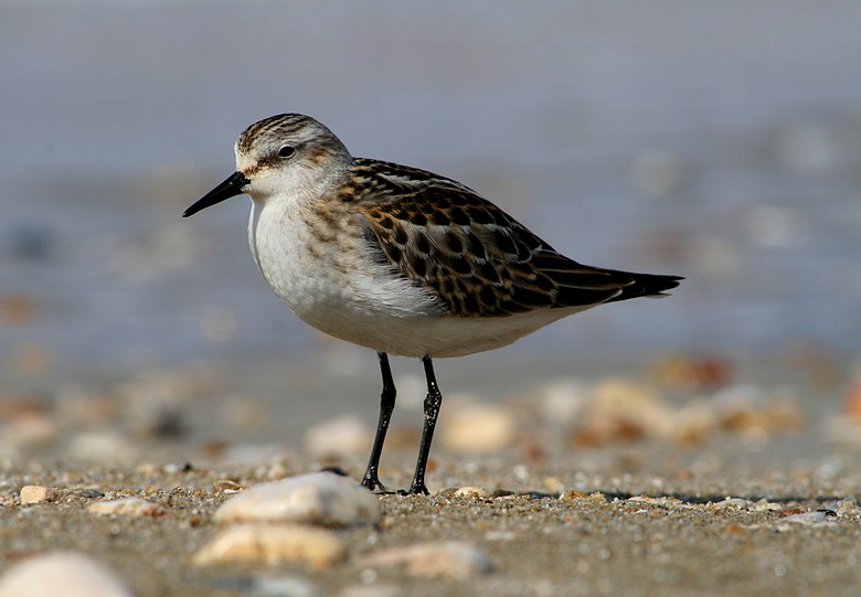 Biegus malutki - Calidris minuta  ?