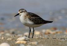 Biegus malutki - Calidris minuta  ?