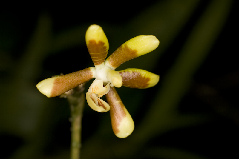 Phalaenopsis kunstleri