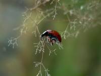 ladybird