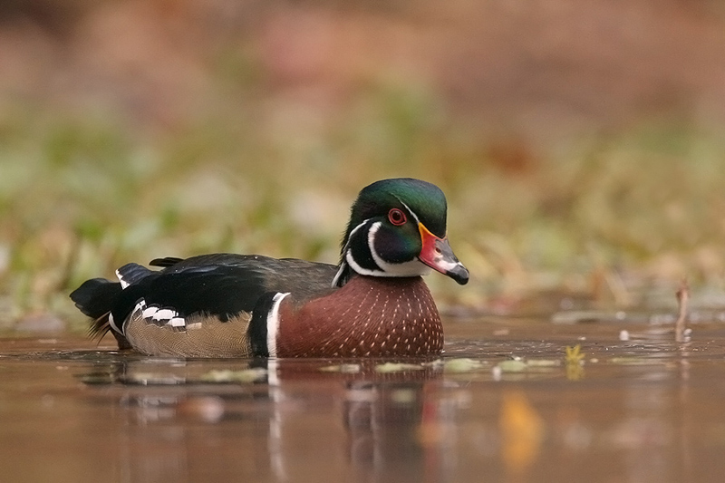 wood duck