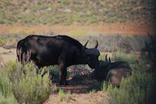 African buffalos