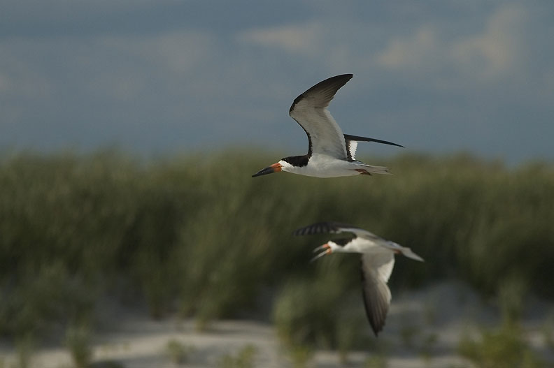 Brzytwodziob, Rynchops niger, Black Skimmer