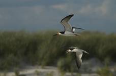 Brzytwodziob, Rynchops niger, Black Skimmer