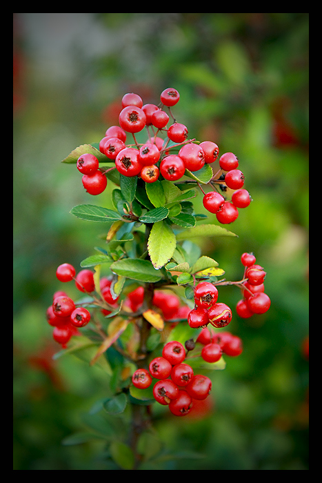 IM HERBST