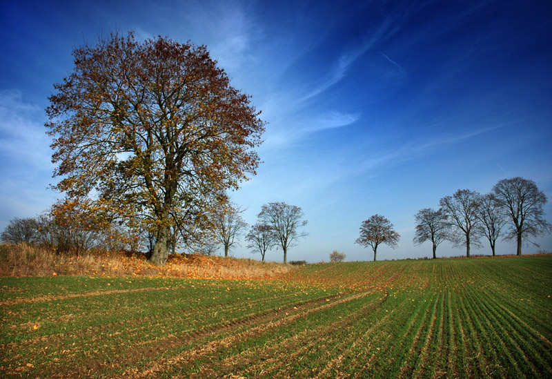 ...trees those useless trees...