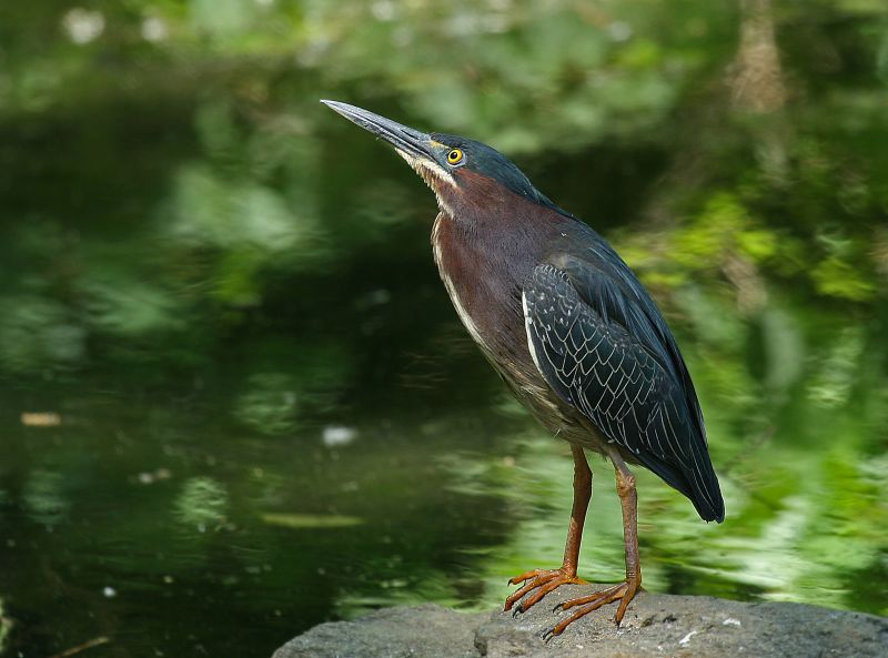 Green Heron