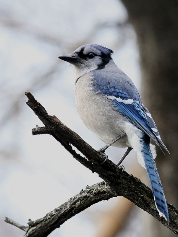 Blue Jay