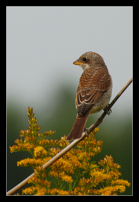 Gąsiorek (Lanius collurio)