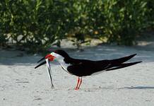 Brzytwodziob, Rynchops niger, Black Skimmer