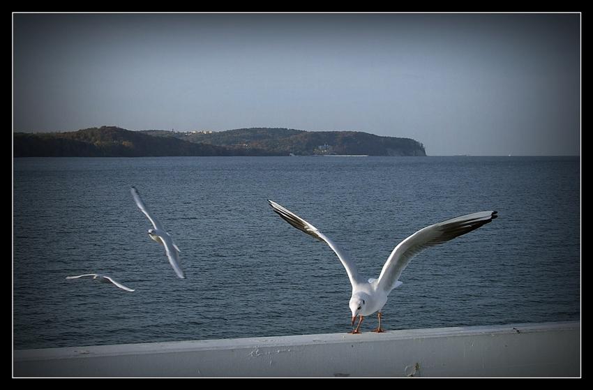 Sopot