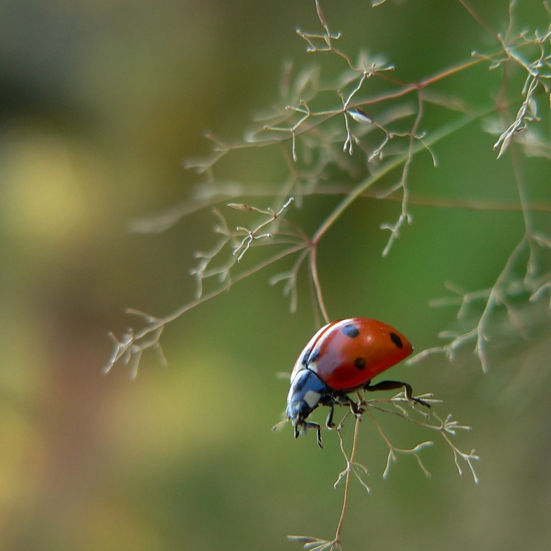 ladybird