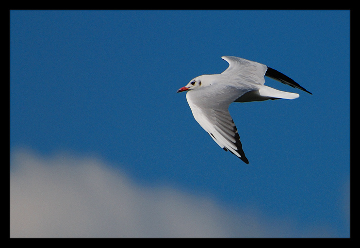 Mewa śmieszka (Larus ridibundus)