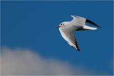 Mewa śmieszka (Larus ridibundus)