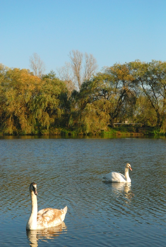 Jezioro Łabędzie