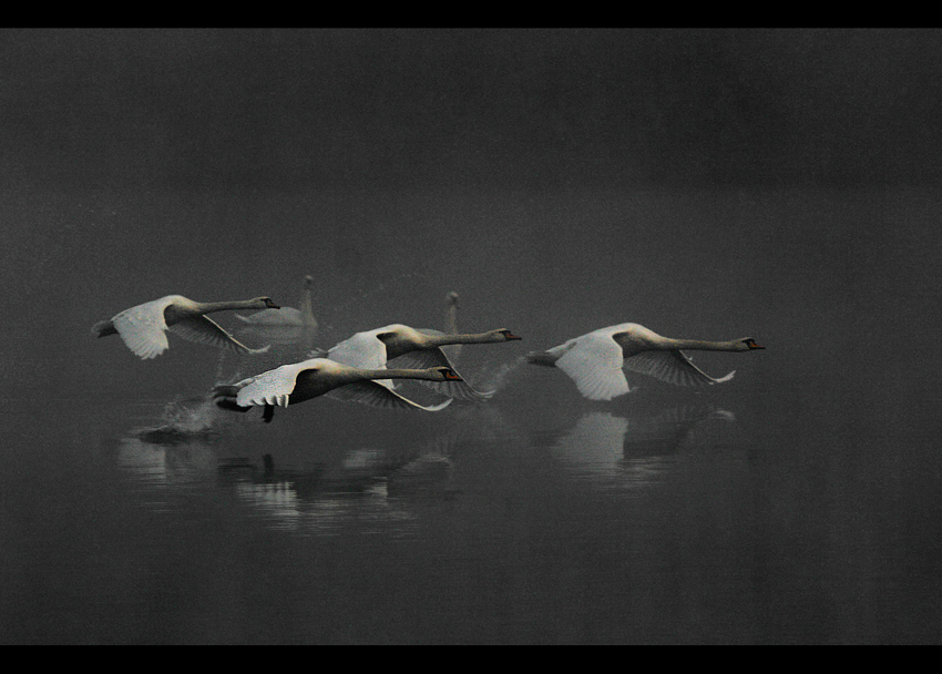 Łabędzie nieme (Cygnus olor)