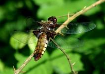 Ważka płaskobrzucha (Libellula depressa )