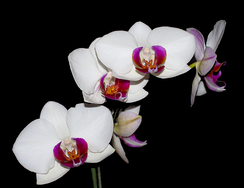 Orchidea