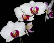 Orchidea